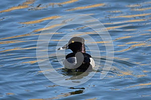 Male Ringed-neck duck on lake
