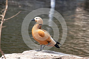 Close up Male Ruddy shelduck by the lake