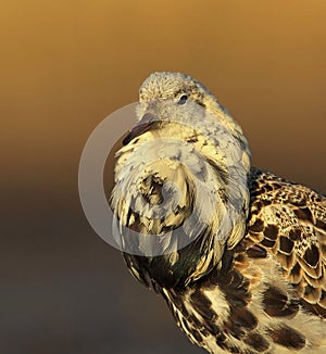 Close up of a male ruff Calidris pugnax in breeding plumage.