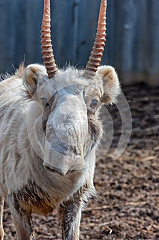 Close-up Male Saiga