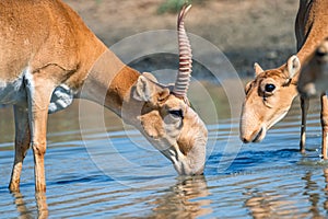 Antilopa nebo nápoje v krok 