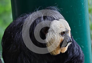 Close-up of Male Saki Monkey in Czech Zoo