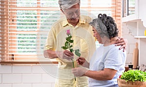 Close up male senior hand giving pink rose to wife in Valentine`s Day.Happy smiling female senior snuggle with her husband