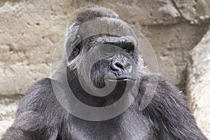 Close-up of a male silverback gorilla
