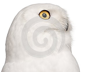 Close-up of Male Snowy Owl, Bubo scandiacus, 8 years old