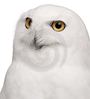 Close-up of Male Snowy Owl, Bubo scandiacus, 8 years old