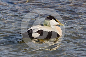 Close-up male swimming eider duck somateria mollissima in water