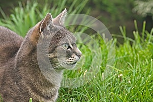 close up of male tabbycat cat sitting in grass