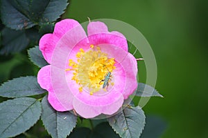 Close-up of a male thick-legged flower beetle (Oedemera nobilis) on a Dog Rose flower in bloom