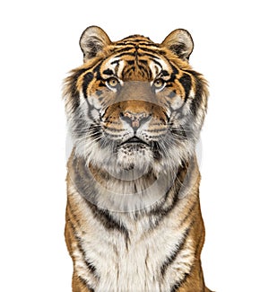 Close-up on a male tiger facing at the camera