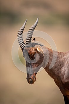 Close-up of male topi head and shoulders