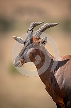 Close-up of male topi standing in savannah