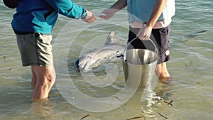 close up on a male tourist feeding a dolphin at monkey mia