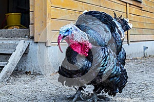 Close up of a male turkey. Meleagris gallopavo, blue and red head. Black plumage bird. Domestic turkey