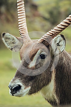 Close up of Male waterbuck cobo or water cobo