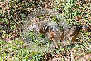 Close-up of a male wolf urinating and marking a territory, Germany