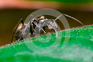 Close-up of Male Worker Golden Weaver Ant