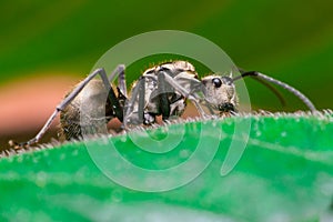 Close-up of Male Worker Golden Weaver Ant