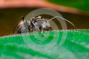 Close-up of Male Worker Golden Weaver Ant