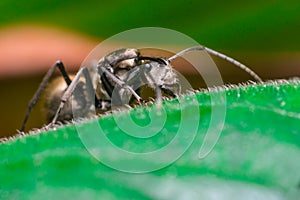 Close-up of Male Worker Golden Weaver Ant