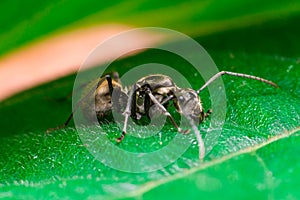 Close-up of Male Worker Golden Weaver Ant