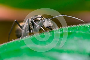 Close-up of Male Worker Golden Weaver Ant