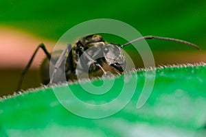 Close-up of Male Worker Golden Weaver Ant