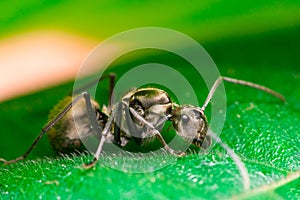 Close-up of Male Worker Golden Weaver Ant