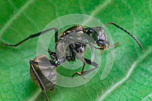 Close-up of Male Worker Golden Weaver Ant