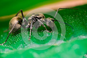 Close-up of Male Worker Golden Weaver Ant