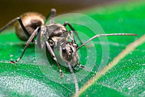 Close-up of Male Worker Golden Weaver Ant