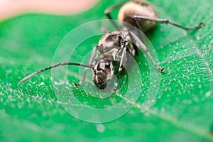 Close-up of Male Worker Golden Weaver Ant