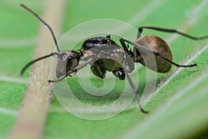 Close-up of Male Worker Golden Weaver Ant