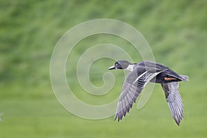 Close up of a Mallard duck flying right to left against green diffused background