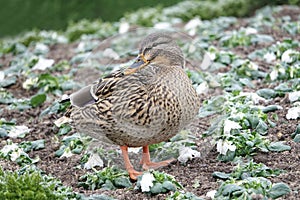 Close up of a Mallard female duck