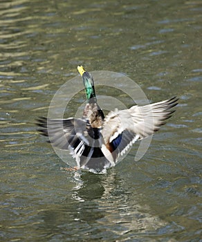 MALLARD FLAPPING WINGS ON SURFACE OF WATER photo