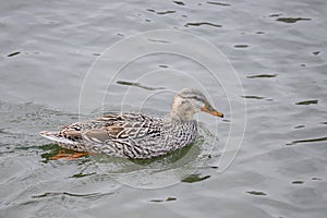 Close-up of a Mallard or wild Duck Anas platyrhynchos