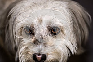 Close up of Maltese Dog head face with brown eyes. Sad Looking