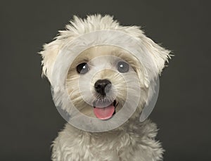 Close-up of a Maltese puppy panting, looking at th