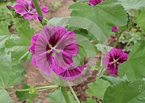 Close up Malva mauritiana . Medicinal herb. The concept of healthy nutrition.Malva mauritiana have been used as pharmaceuticals