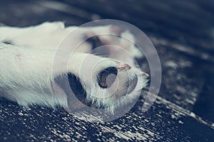 Close-up of mammal`s paws and white hair