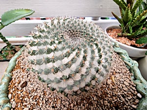 Close-up of Mammillaria cactus plants