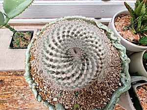 Close-up of Mammillaria cactus plants