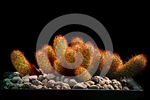 Close up mammillaria elongata cactus in planting pot