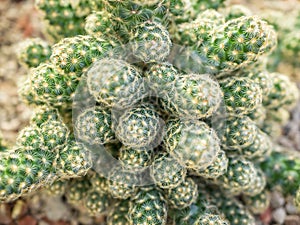 Close up with Mammillaria elongata, the gold lace cactus or ladyfinger cactus flowering plant
