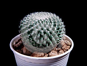 Close up mammillaria eruzamu cactus in planting pot