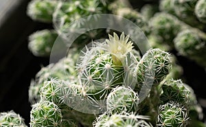 Close up  Mammillaria gracilis with flower, desert plant with flower, desert plant