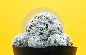 Close up Mammillaria Humboldtii on yellow background