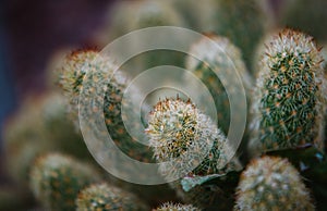 Close up on mammillaria leaf and plant