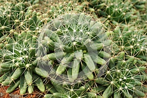 Close up of Mammillaria longimamma, cactus from Hidalgo and QuerÃ©taro, Mexico. Arid plants.